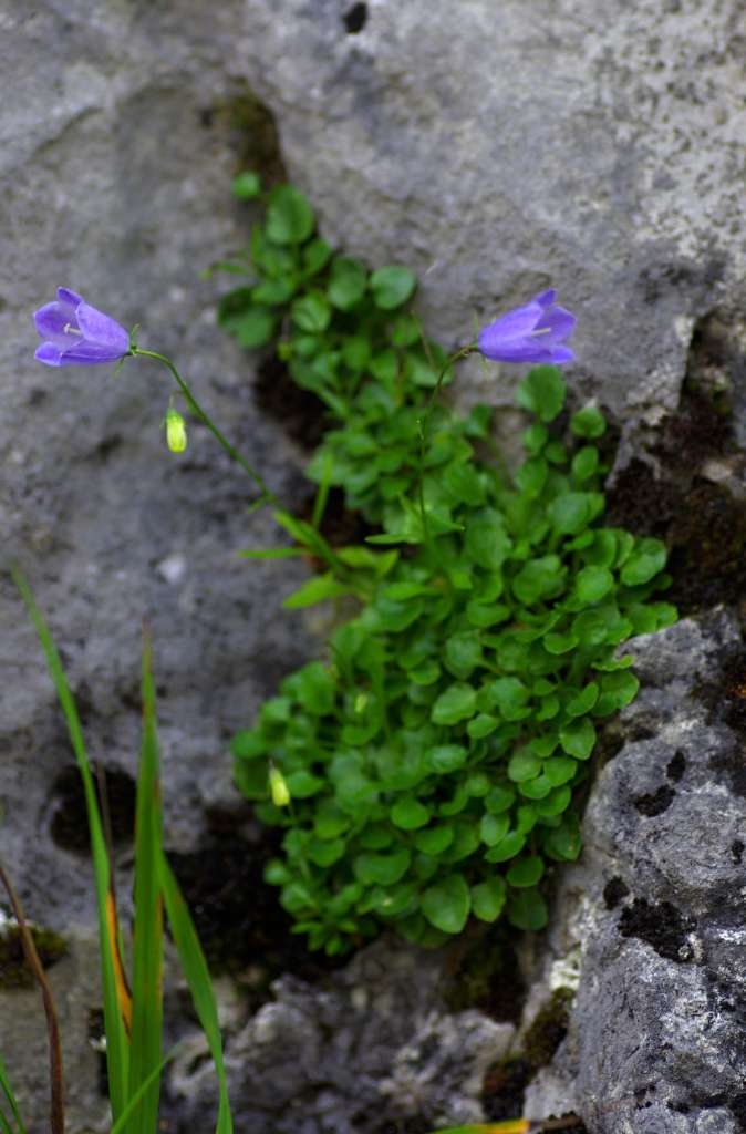 IMGP4312-1024~0.jpg