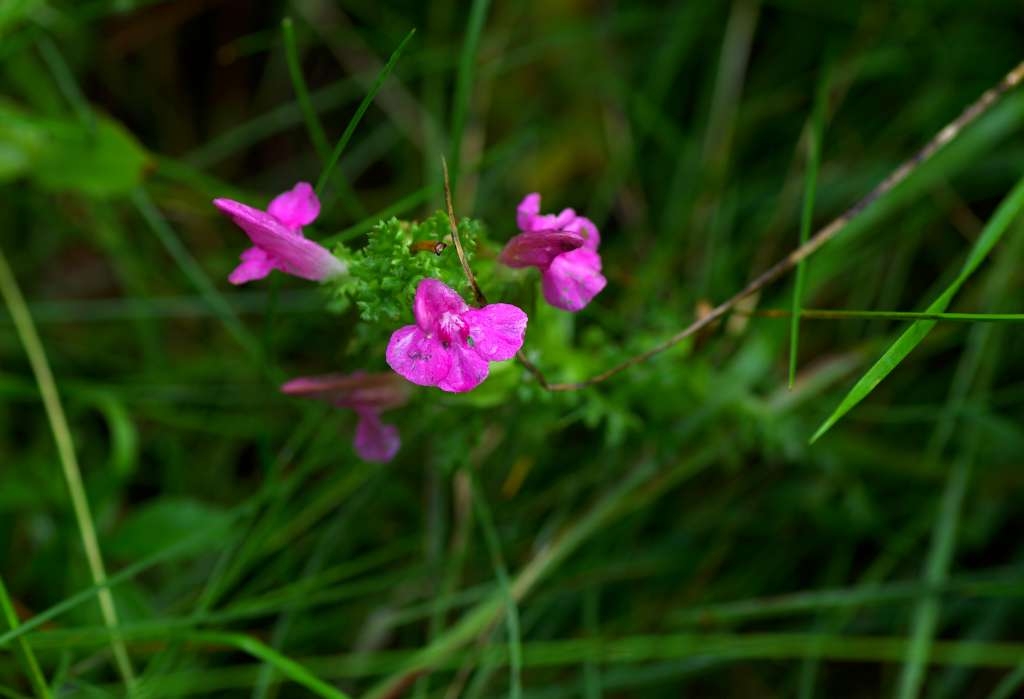 IMGP4312-1024~1.jpg