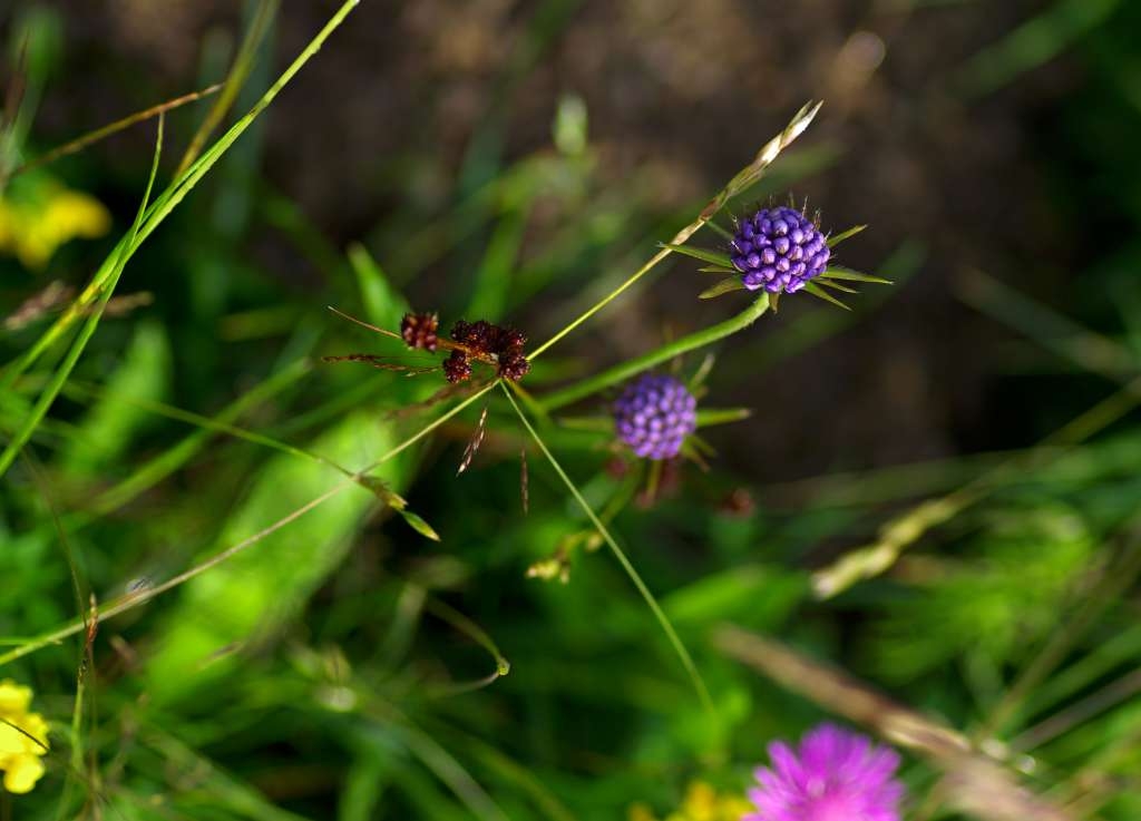 IMGP4315-1024.jpg