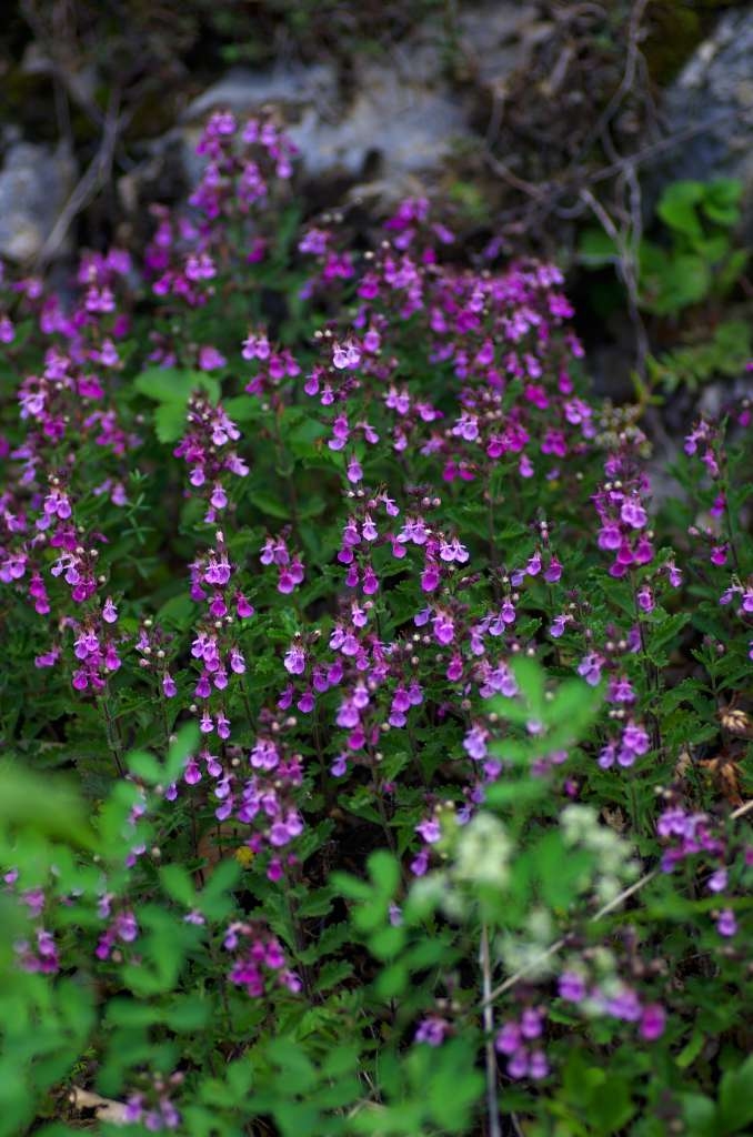 IMGP4339-1024~0.jpg