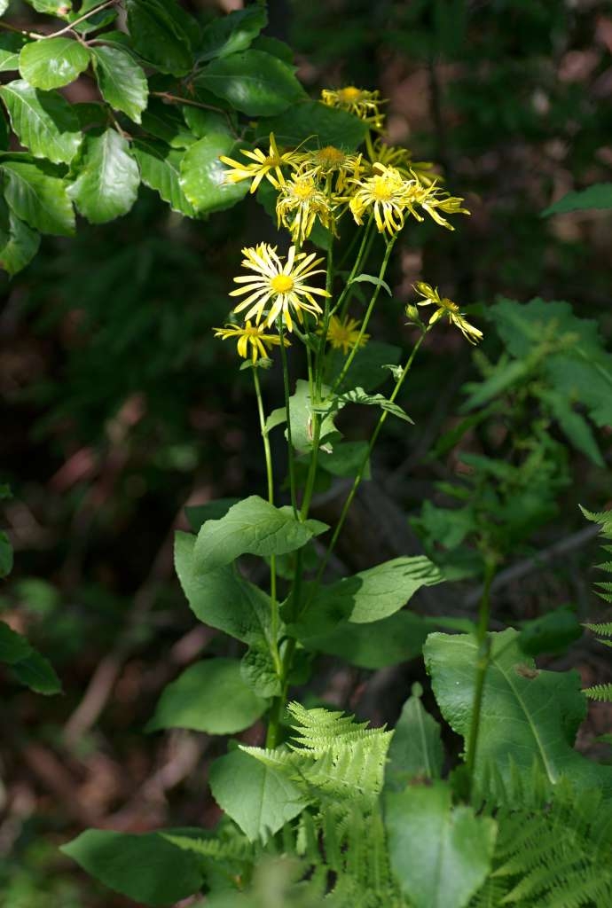 IMGP4353-1024~2.jpg