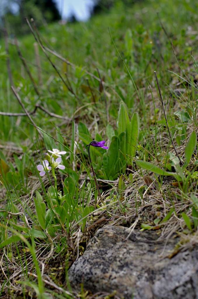 IMGP4408-1024~0.jpg