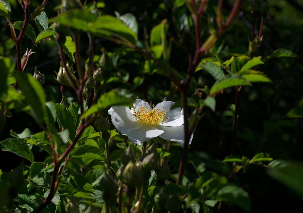 IMGP4411-1024~5.jpg