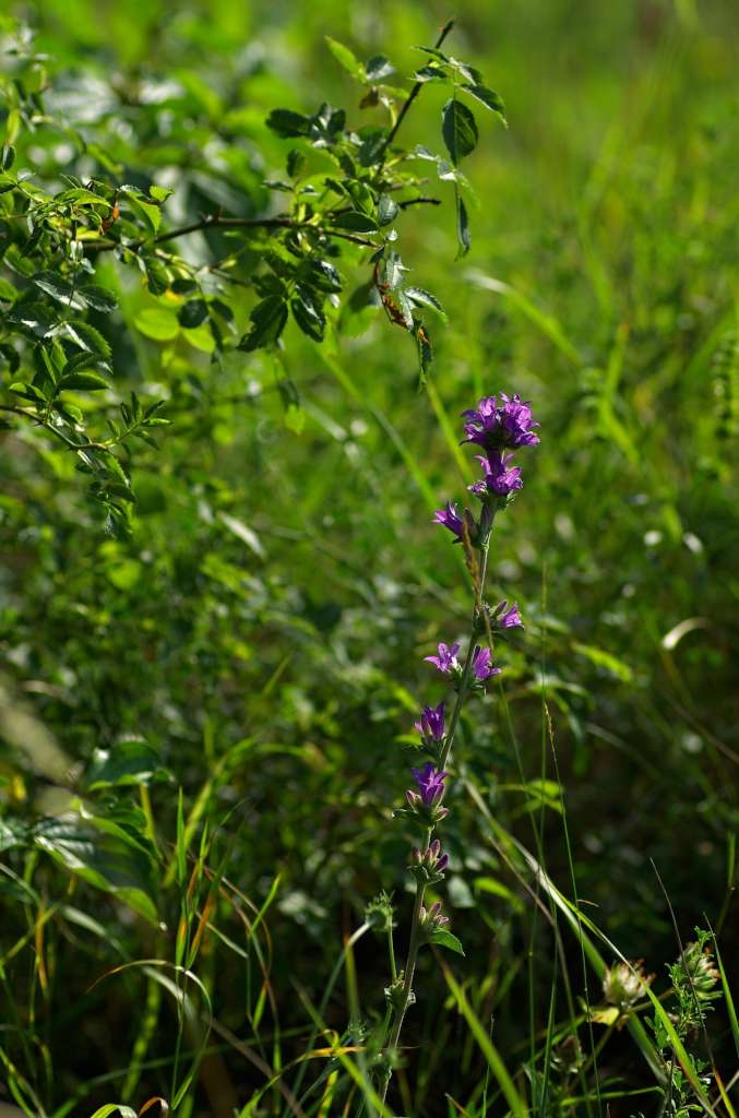 IMGP4442-1024.jpg