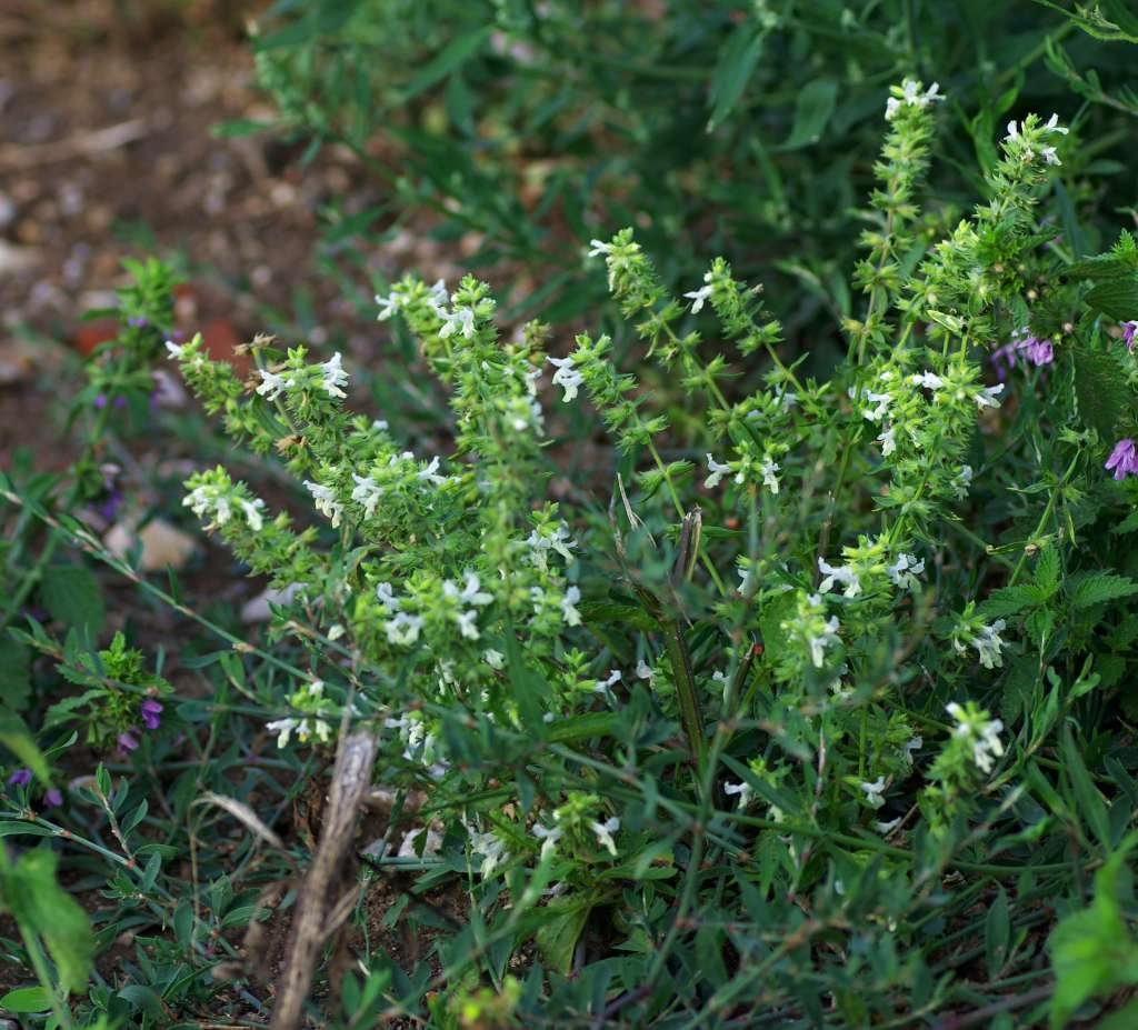 IMGP4451-1024~1.jpg
