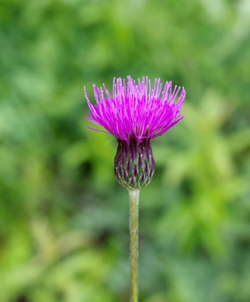 IMGP4452-1024~1.jpg