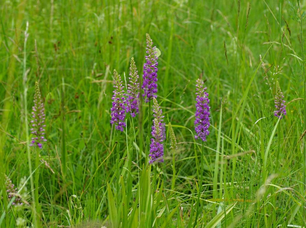 IMGP4465-1024.jpg