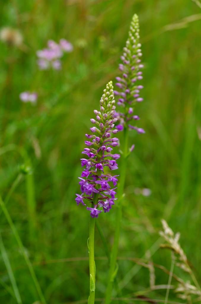 IMGP4466-1024~0.jpg