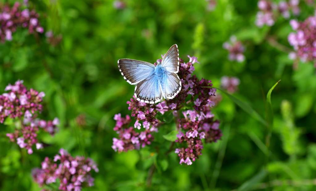 IMGP4477-1024~0.jpg