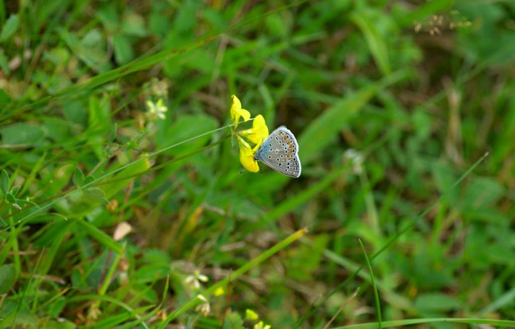 IMGP4484-1024~1.jpg