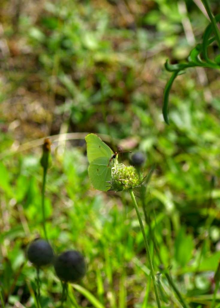 IMGP4510-1024~2.jpg