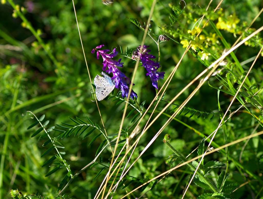 IMGP4545-1024.jpg