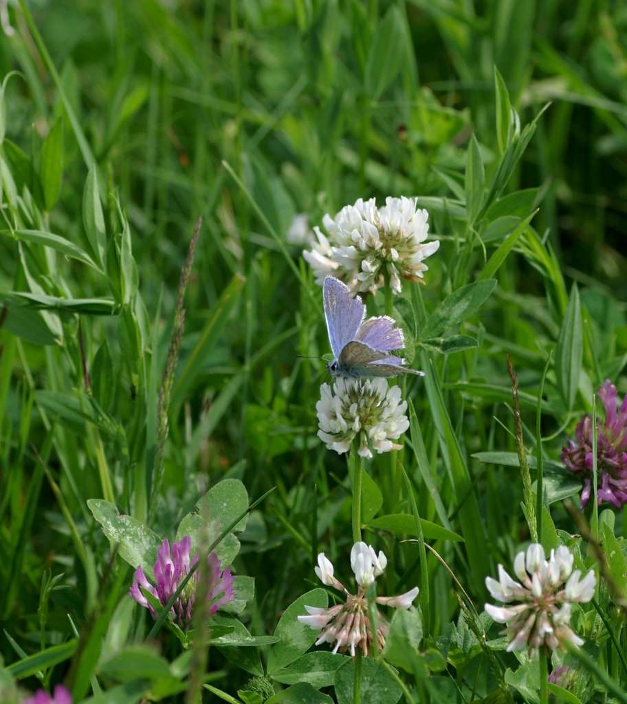 IMGP4569-1024~3.jpg