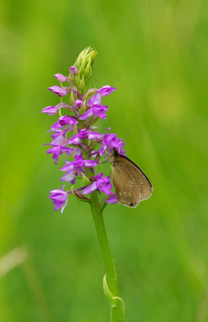 IMGP4570-1024~1.jpg