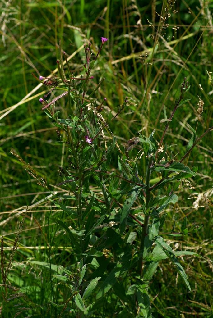 IMGP4626-1024~0.jpg