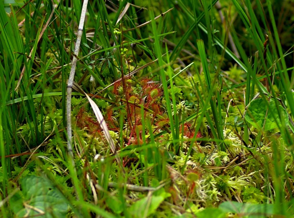 IMGP4628-1024~0.jpg