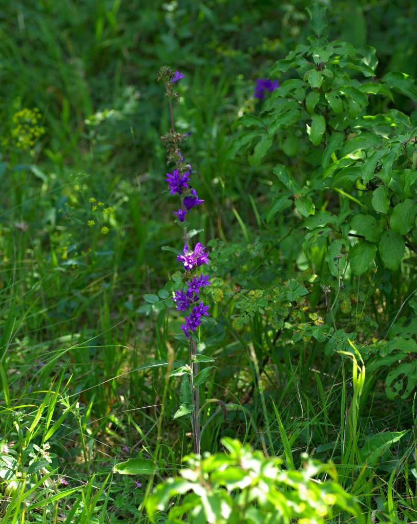 IMGP4629-1024~1.jpg