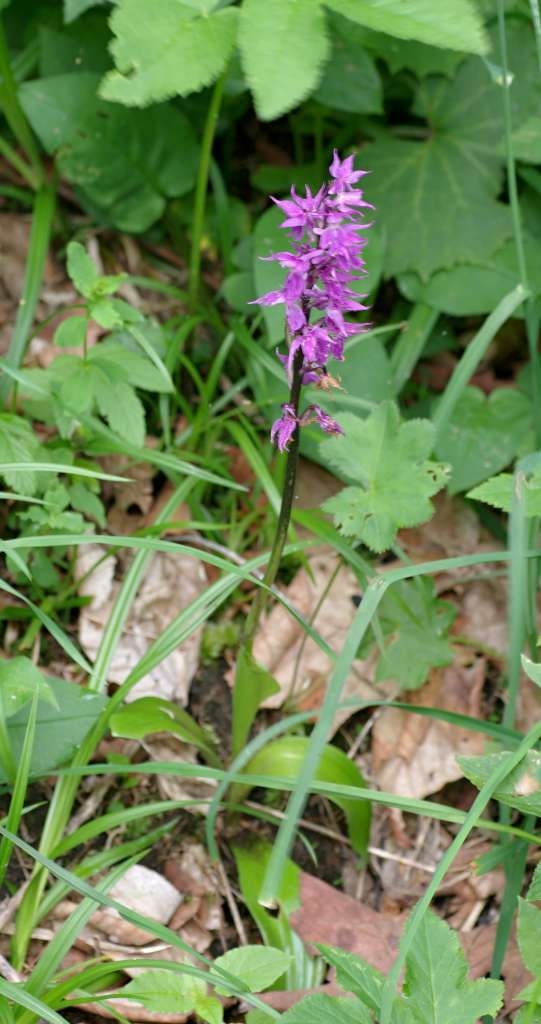 IMGP4636-1024~2.jpg