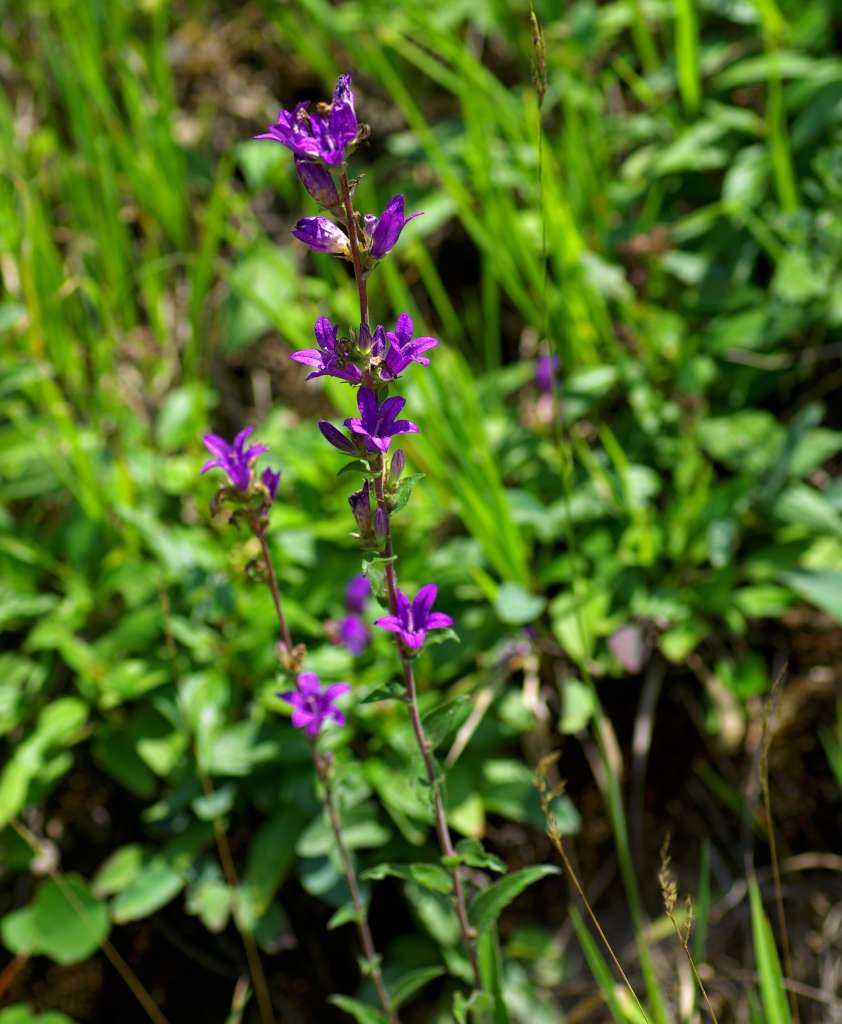 IMGP4642-1024~0.jpg