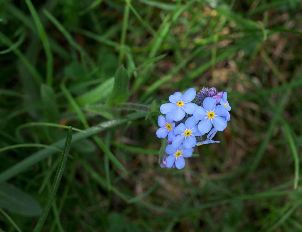 IMGP4644-1024~1.jpg