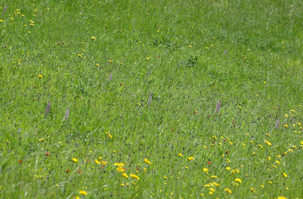 IMGP4645-1024~3.jpg