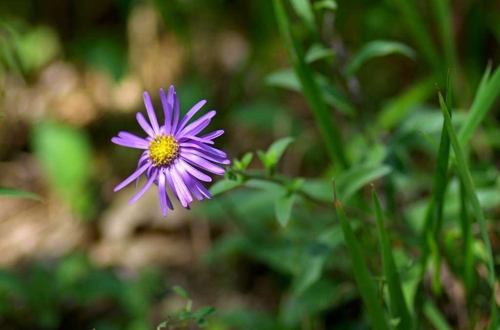 IMGP4662-1024~0.jpg