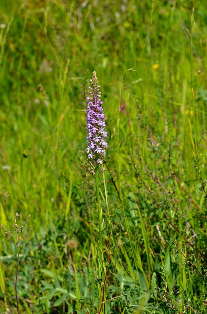 IMGP4689-1024~0.jpg