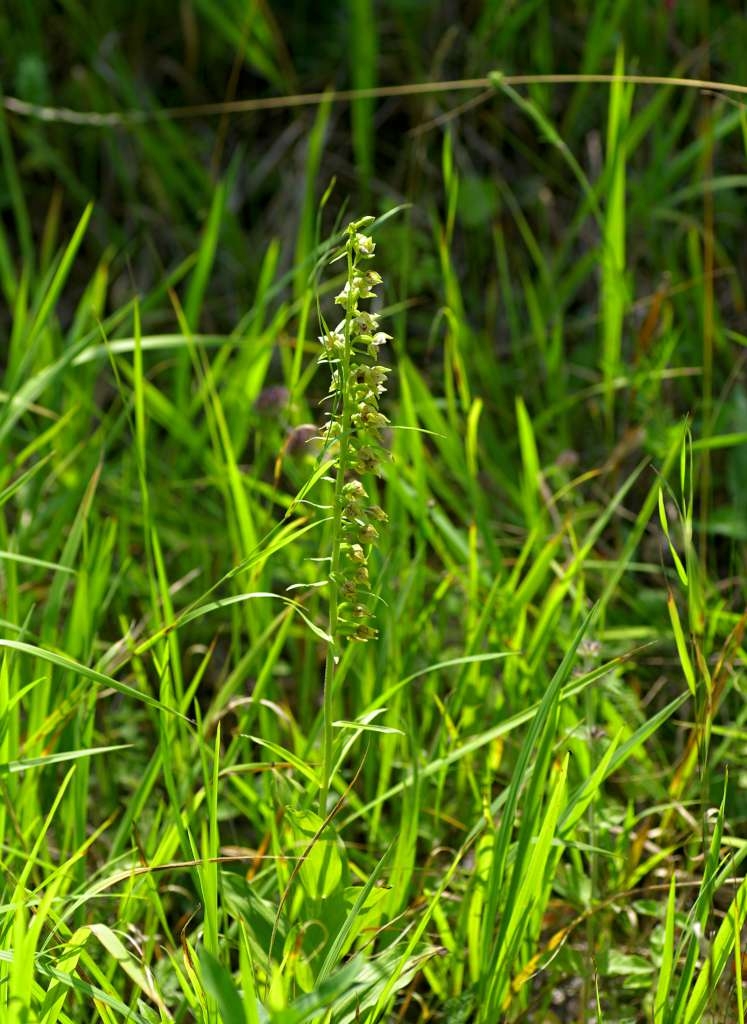 IMGP4689-1024~1.jpg