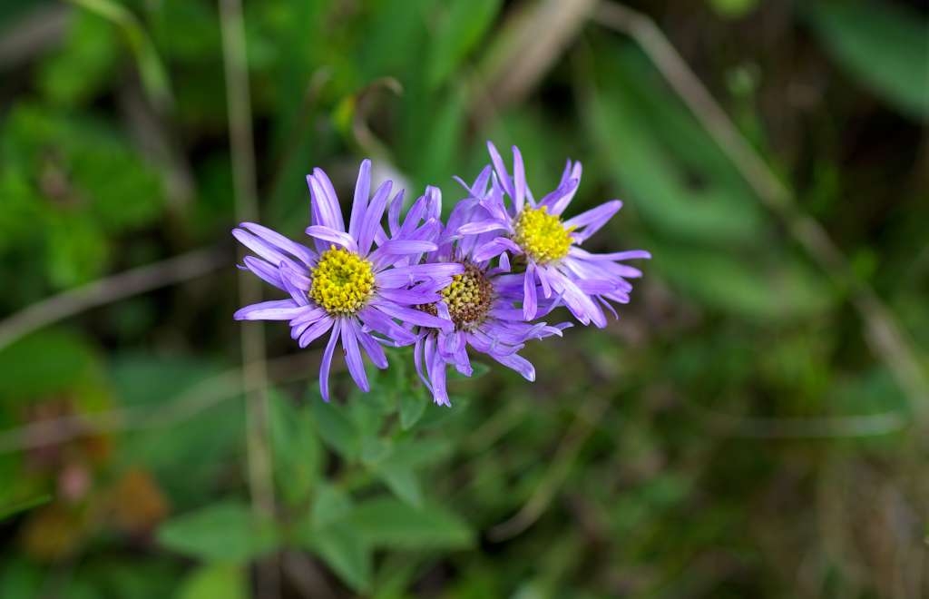 IMGP4700-1024~0.jpg