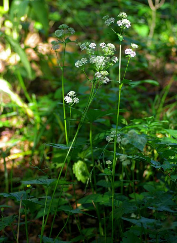 IMGP4700-1024~1.jpg