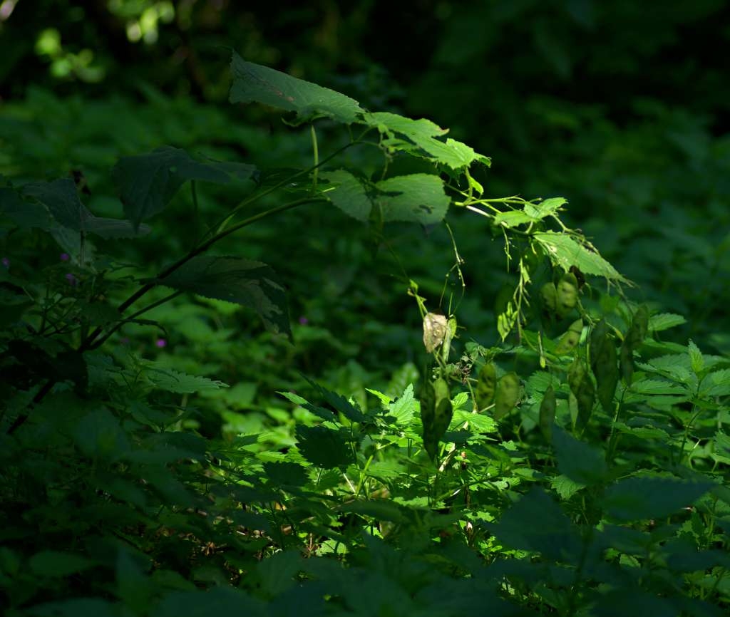 IMGP4703-1024~2.jpg