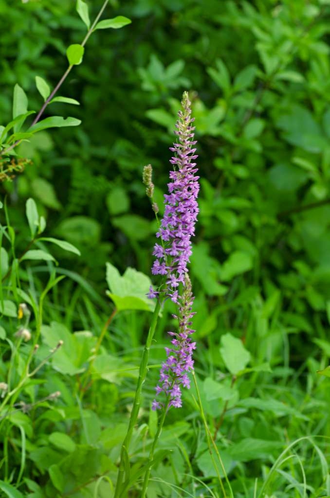 IMGP4714-1024.jpg