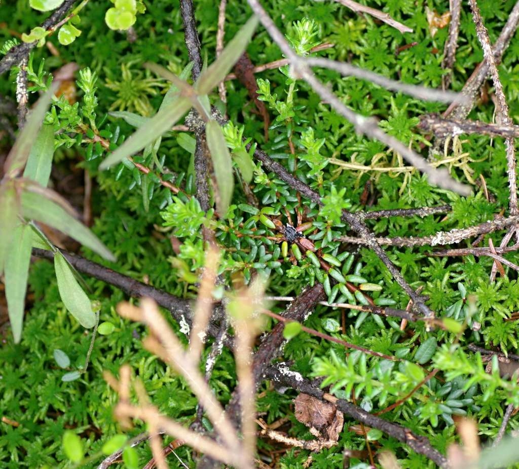IMGP4724-1024~3.jpg