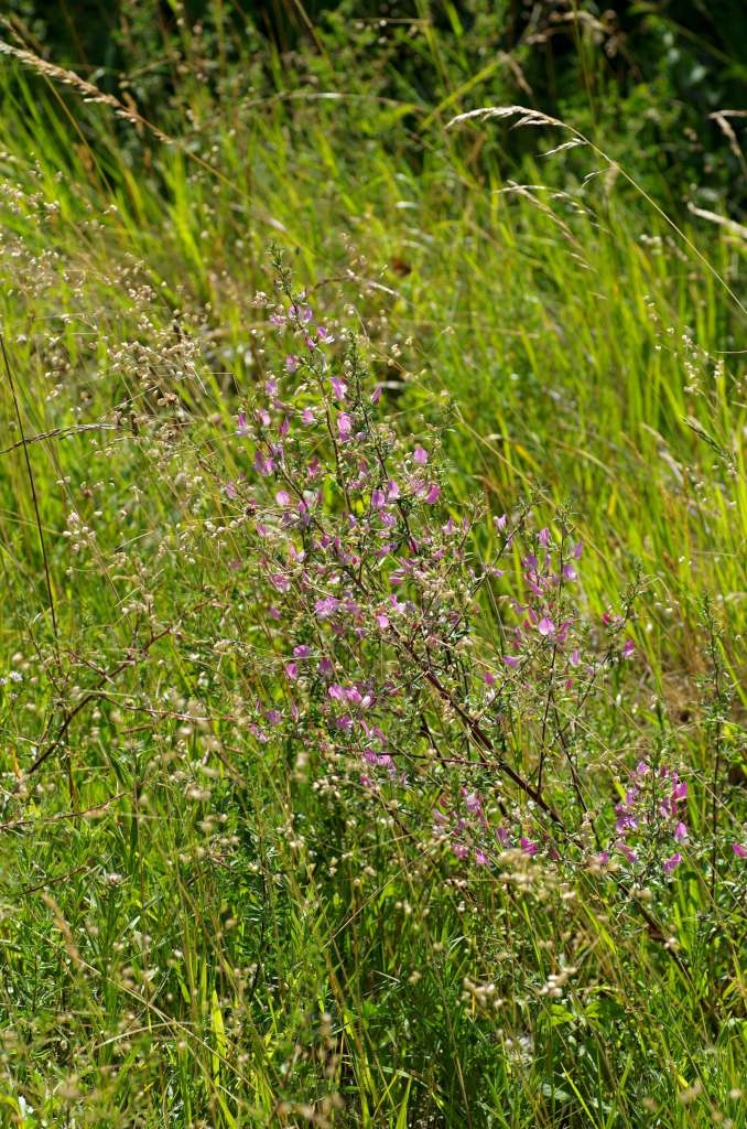 IMGP4725-1024~1.jpg