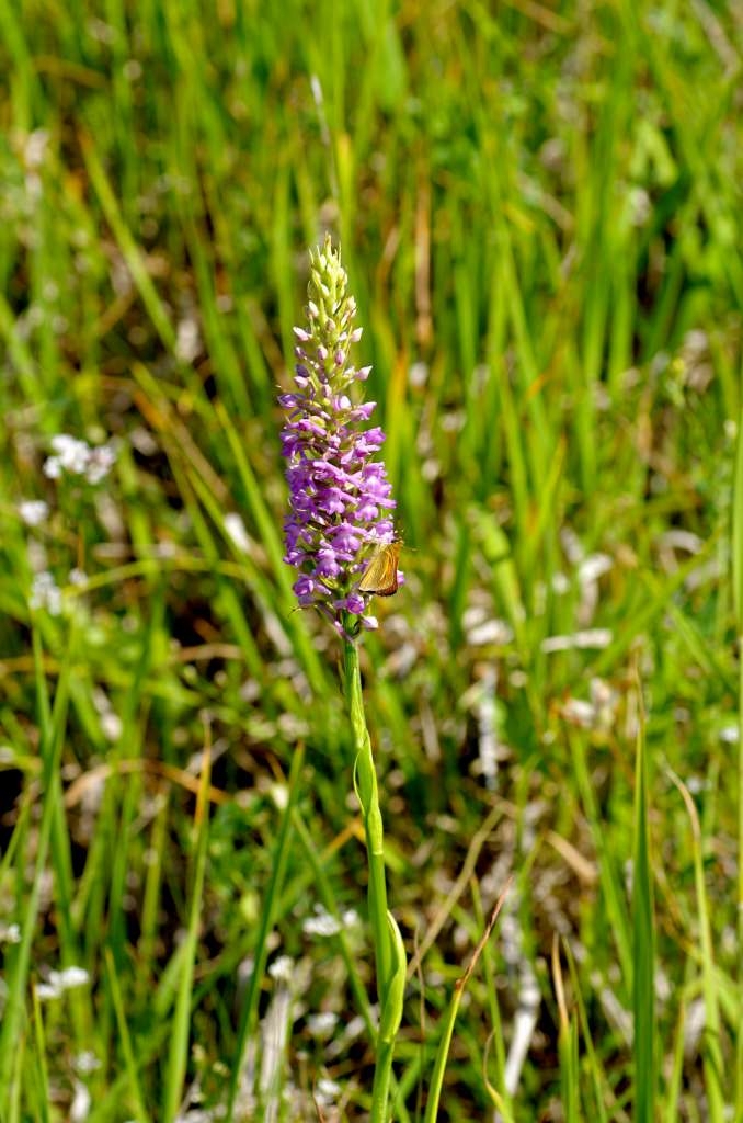 IMGP4732-1024~0.jpg
