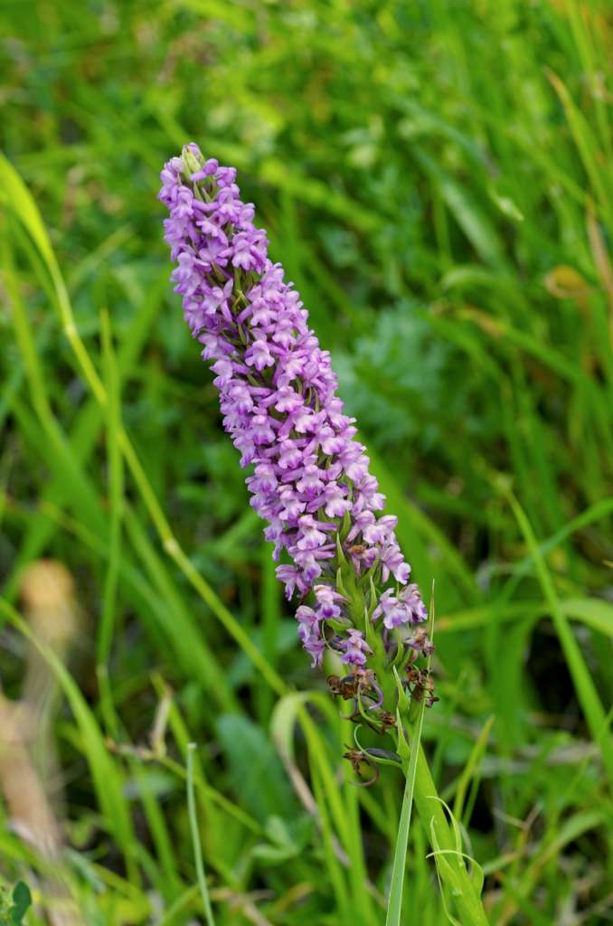 IMGP4735-1024~0.jpg