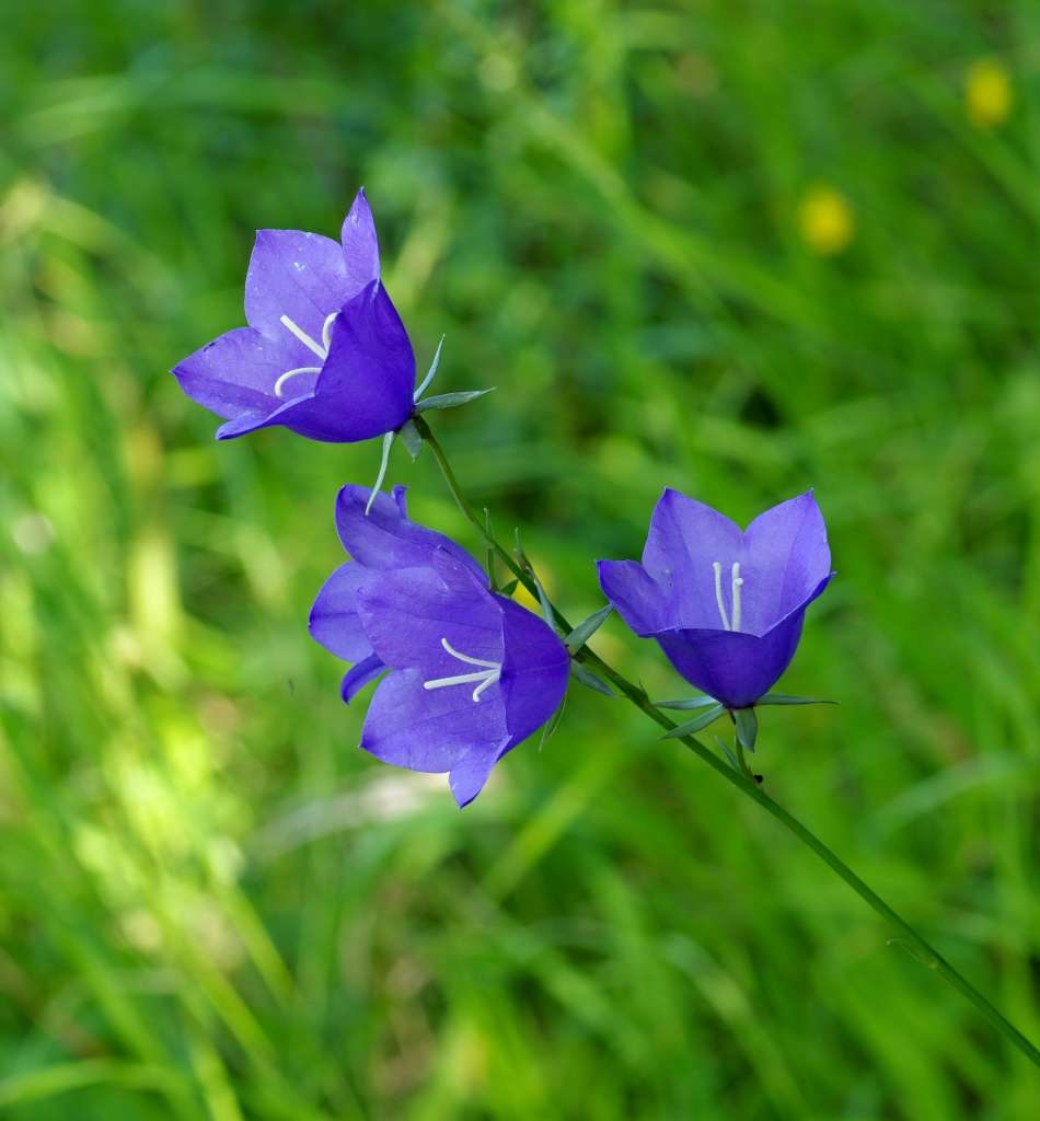 IMGP4747-1024~0.jpg