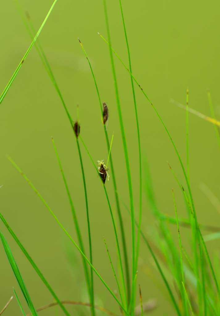IMGP4748-1024.jpg