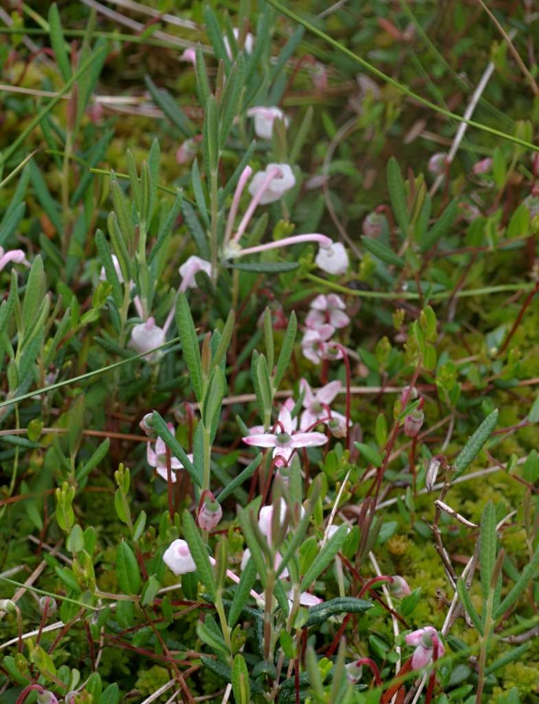 IMGP4749-1024~2.jpg