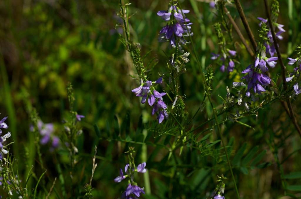 IMGP4750-1024~1.jpg