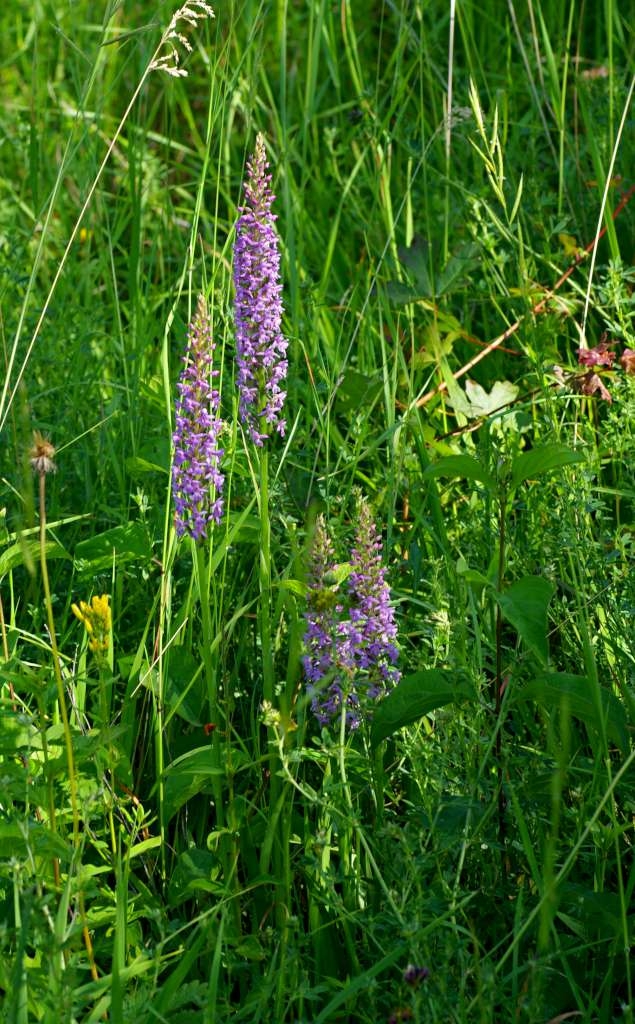 IMGP4754-1024~0.jpg