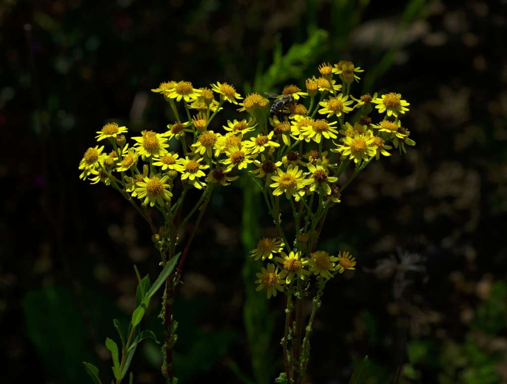 IMGP4756-1024~0.jpg