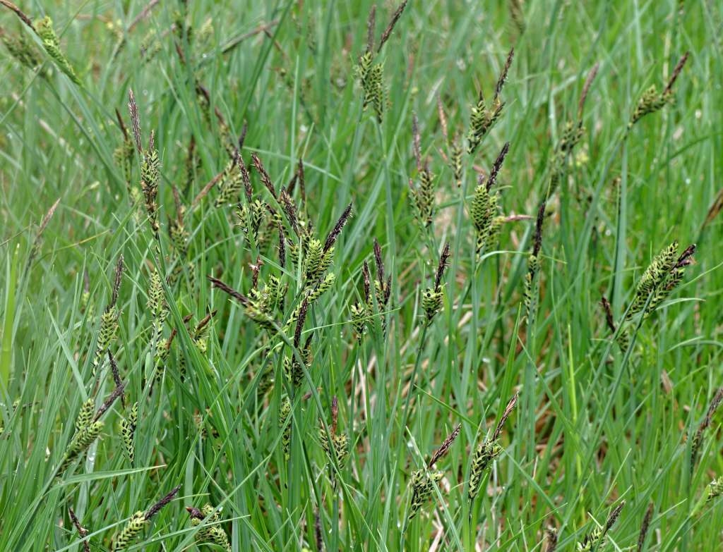 IMGP4760-1024~0.jpg