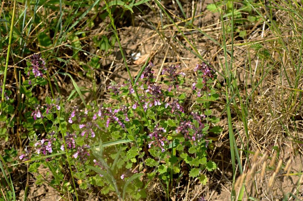 IMGP4765-1024~0.jpg
