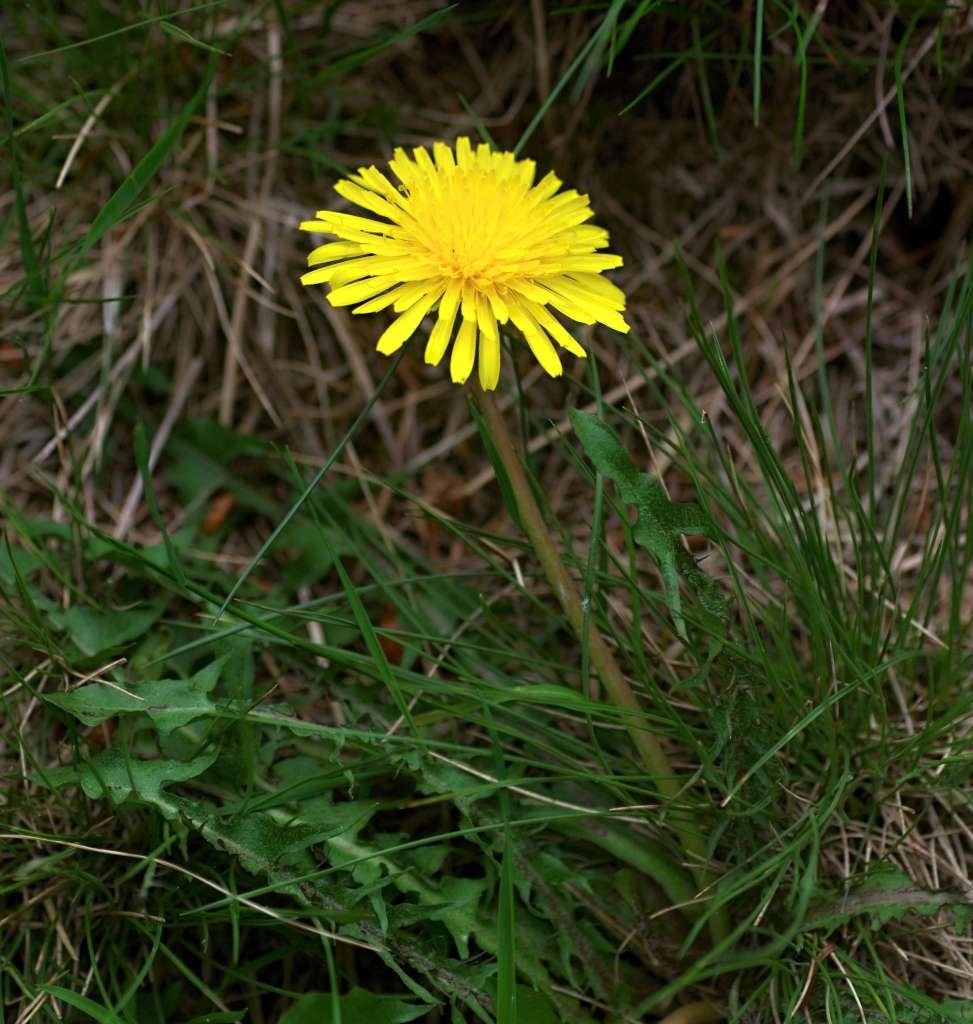 IMGP4776-1024~2.jpg