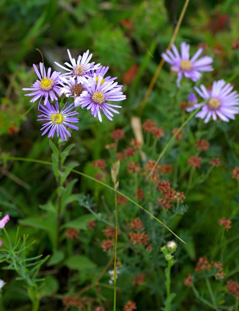 IMGP4818-1024~0.jpg