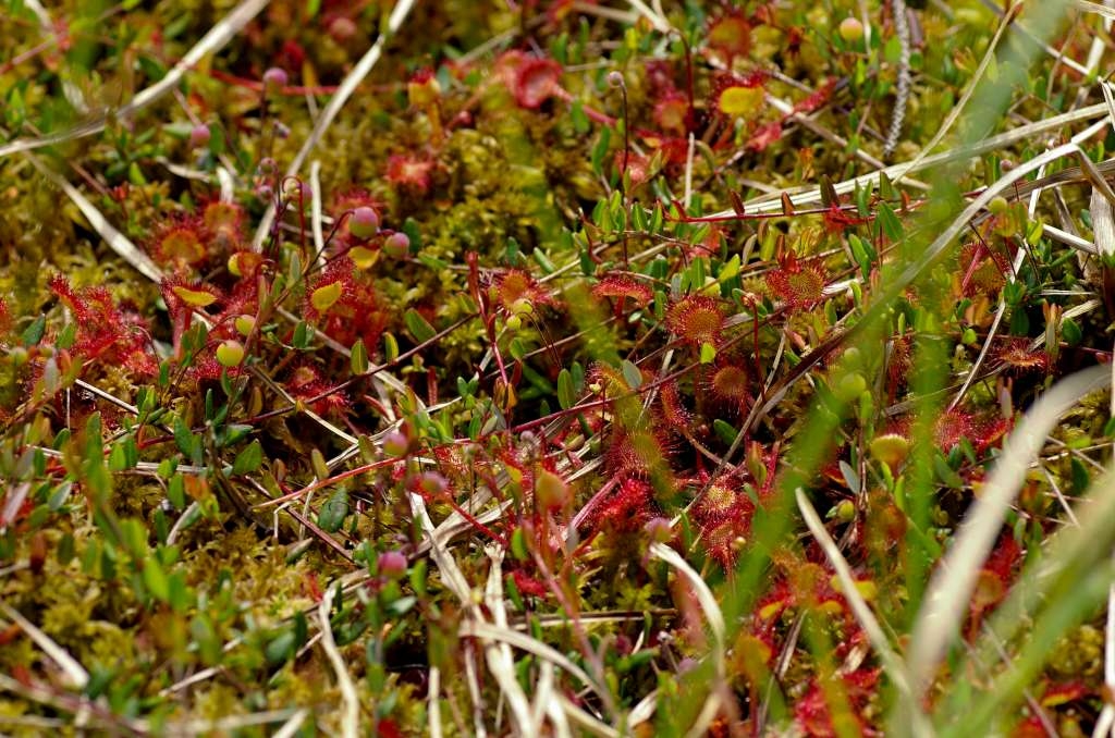 IMGP4917-1024~0.jpg