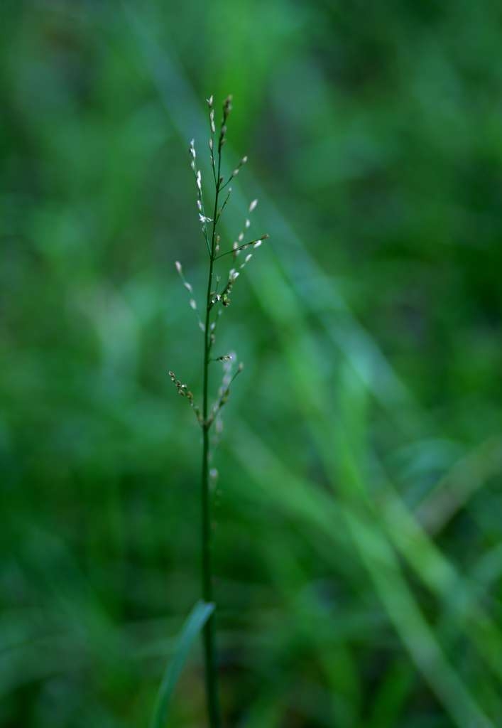 IMGP4920-1024~1.jpg