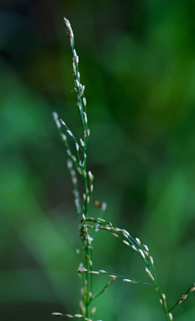 IMGP4923-1024~0.jpg