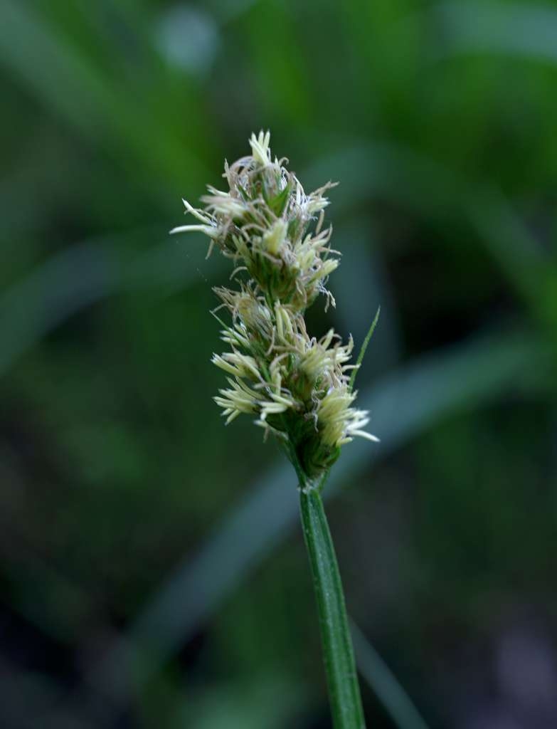 IMGP4928-1024~2.jpg